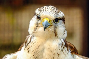 Жінка знайшла на різдвяній ялинці яструба - через таку 