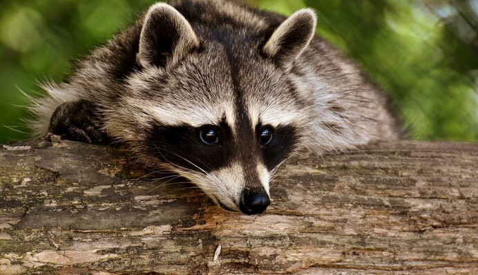 Товстий єнот заліз у будинок, налякав собаку і перекинув новорічну ялинку - і все це о 4 ранку