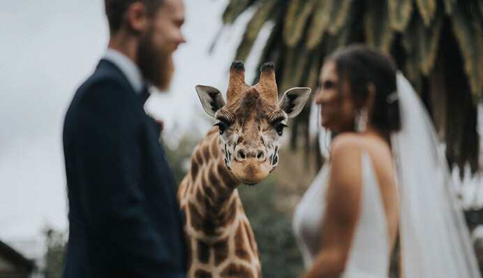 Конкурс весільної фотографії показав переможців 2020 року - ось найкращі знімки закоханих з усього світу