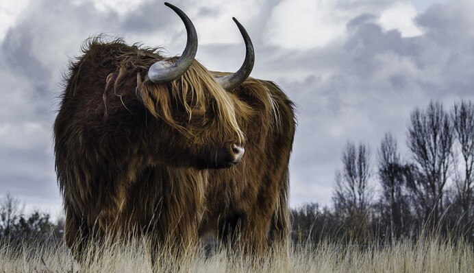 Успехи в карьере и сложности в личной жизни: чего ждать от года Быка и о каких планах задуматься