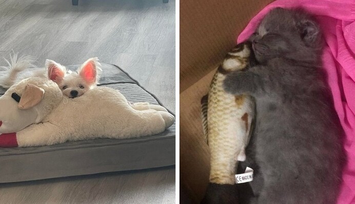 Люди показывают питомцев, которые не расстаются с любимой игрушкой: осторожно, уровень милоты зашкаливает