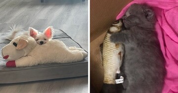 Люди показують улюбленців, які не розлучаються з улюбленою іграшкою: обережно, рівень милоти зашкалює