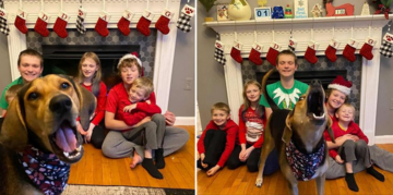 Сім'я влаштувала різдвяну фотосесію, але не покликала в кадр собаку - та не пробачила й зіпсувала кожен знімок