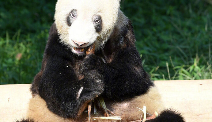 У зоопарку Китаю померла найстаріша панда в світі - за людськими мірками їй було 130 років