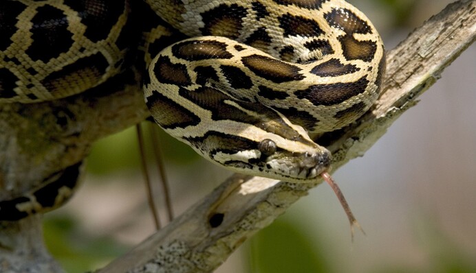 Ловець змій показала, як готує печиво з яєць пітонів - каже, це найкраще джерело білка