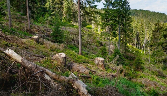Ліс рубають, гроші кружляють: через що Україна сперечається з Брюсселем