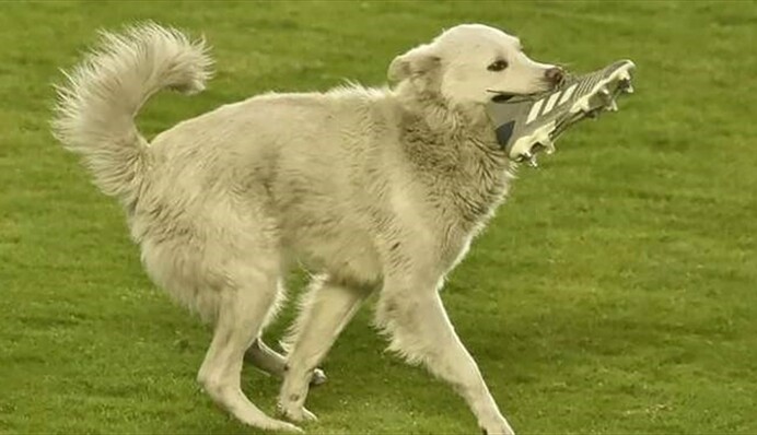 Пес перервав футбольний матч, витягнувши на поле черевик - ніхто не ображається, адже він такий милий