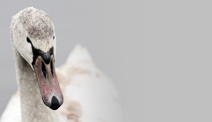 Лебедь задержал движение десятков поездов - пернатый оплакивал свою погибшую подругу