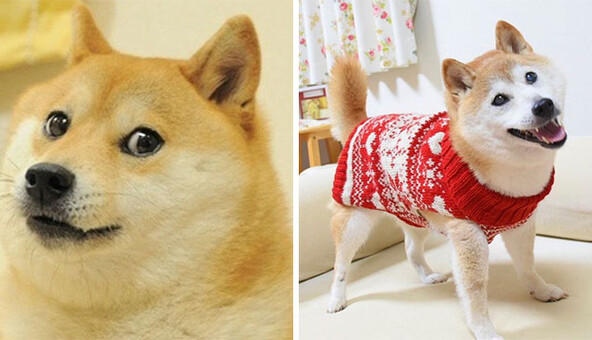 Як герої популярних мемів виглядають сьогодні: 7 фото, які покажуть, як швидко летить час