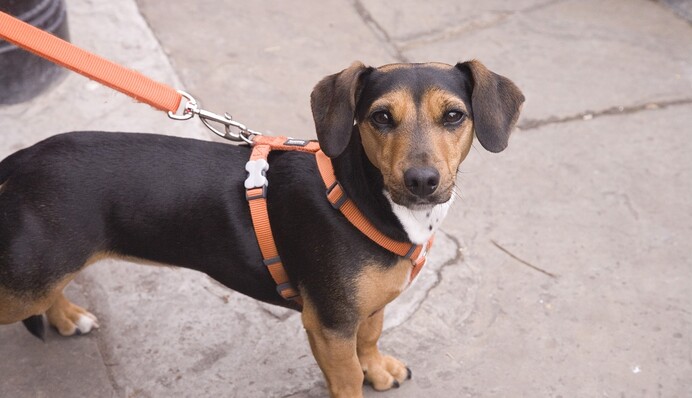 Жінка вигулювала чоловіка на повідку, щоб обійти суворі правила карантину - тепер обидва заплатять штраф