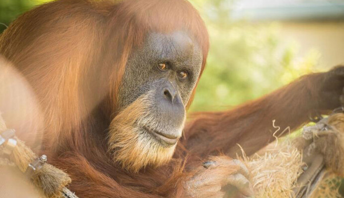 У США помер найстаріший орангутан в світі - як виглядав 61-річний довгожитель зоопарку