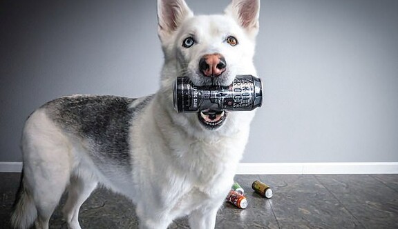 Хозяин научил своего пса приносить пиво из холодильника - понадобилось три месяца тренировок