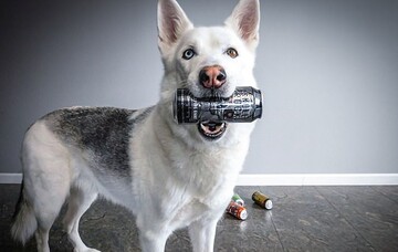 Господар навчив свого пса приносити пиво з холодильника - знадобилося три місяці тренувань