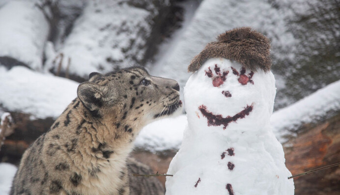 В зоопарке Финляндии хищники разрушают снеговиков - это не баловство, а настоящая охота
