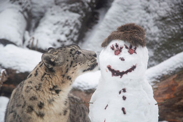 У зоопарку Фінляндії хижаки руйнують сніговиків - це не розвага, а справжнє полювання