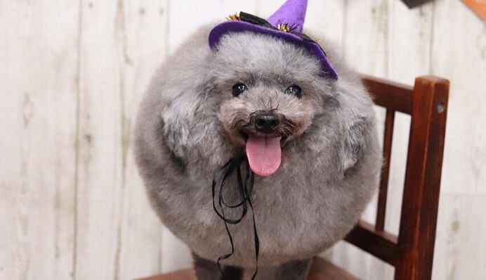 Хозяйка-грумер превратила своего пуделя в шарик, и у такой забавной стрижки есть объяснение
