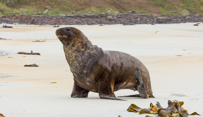 В Новой Зеландии закрыли дорогу, чтобы машины не мешали морским львам спокойно ходить на пляж