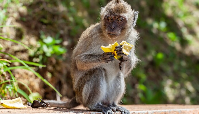 Нахальные обезьяны на Бали научились воровать вещи ради выкупа - их умысел подтвердили даже ученые