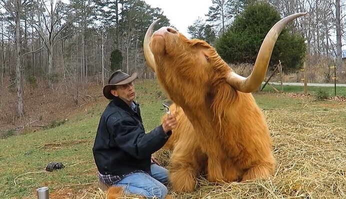 Новости нагоняют тоску? Посмотрите, в какой идиллии живут шотландский фермер и его маааленький бычок