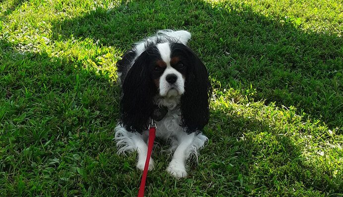 У США собаку обрали мером, і вона вже принесла місту користь