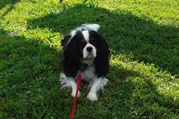 У США собаку обрали мером, і вона вже принесла місту користь