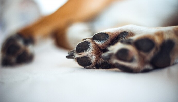 Пес притворился хромым, чтобы поддержать хозяина с переломом - видео их прогулки растрогало сеть