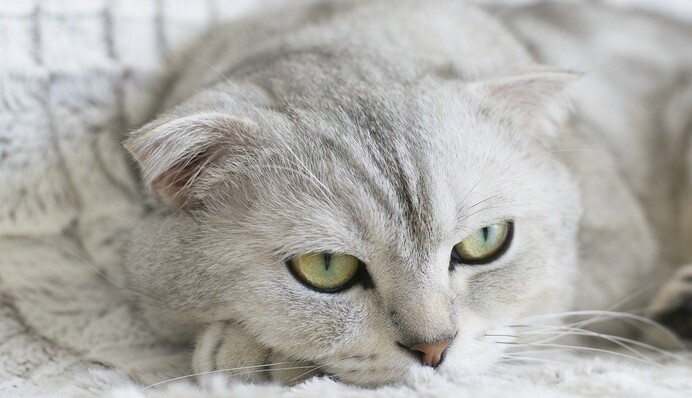 Вчені розкрили секрет сумного виду котів з пласкою мордою - вони не можуть виражати емоції
