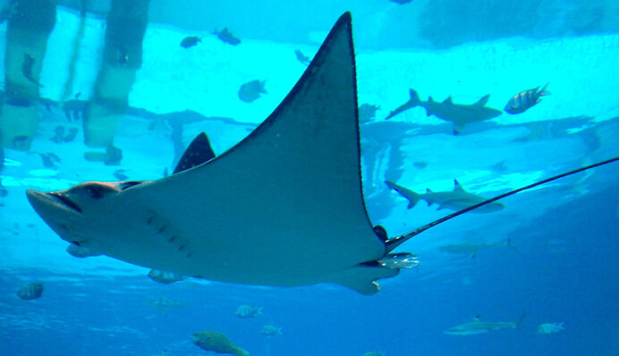 Две самки ската ошеломили ученых неожиданными родами - они жили без самцов 2 года