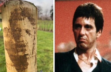 Садівник працював з деревами, й наткнувся на незвичайний стовп - на нього дивилося обличчя Аль Пачіно