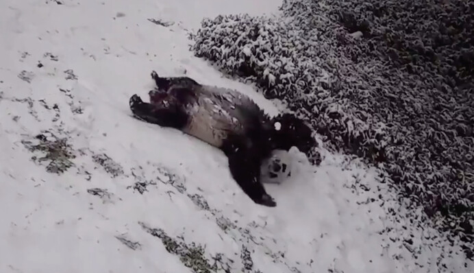 Зоопарк Вашингтона показав, як панди радіють снігу і з'їжджають з гірки вниз головою