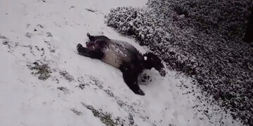 Зоопарк Вашингтона показав, як панди радіють снігу і з'їжджають з гірки вниз головою