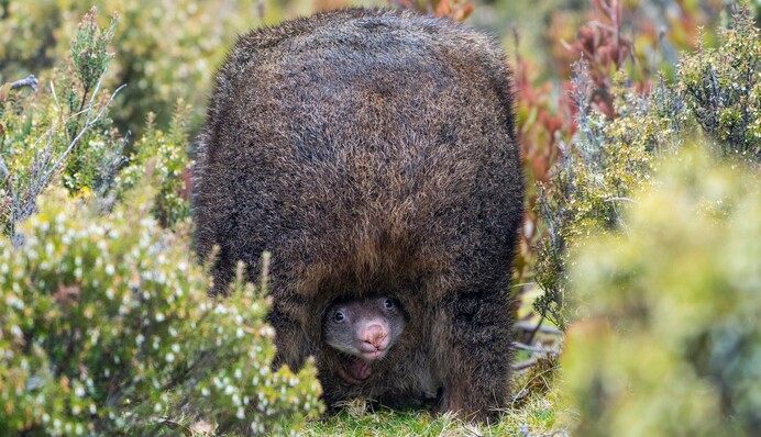 Конкурс туристичних фото з усього світу оголосив переможця 2020 року - це песець