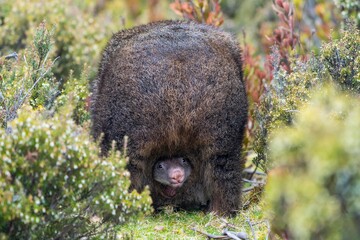 Конкурс туристических фото со всего мира объявил победителя 2020 года - это песец