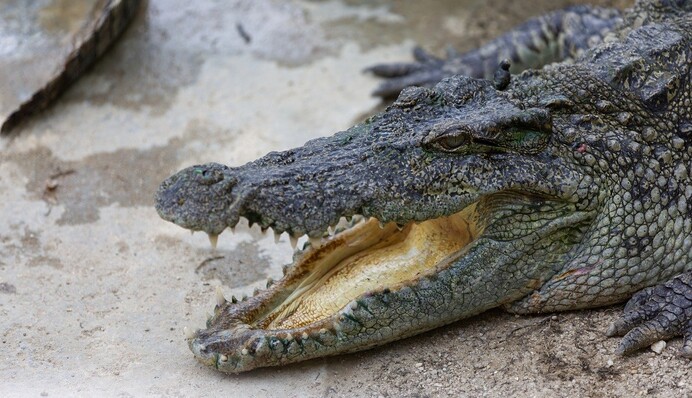 Семья нашла в бассейне незваного гостя - трехметровый крокодил спрятался у них от дождя