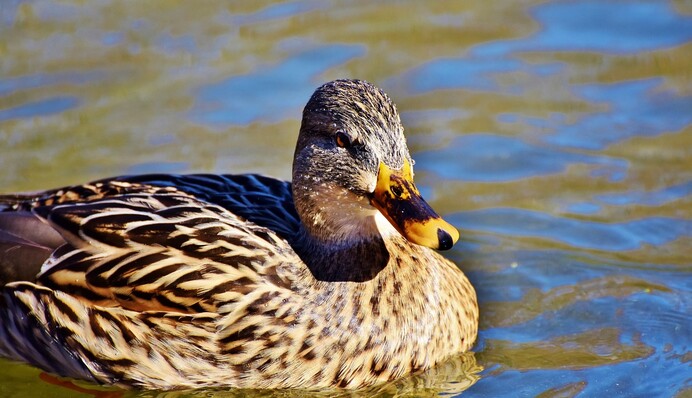 Врачи спасли дикую утку, которая плавала в озере со стрелой в голове