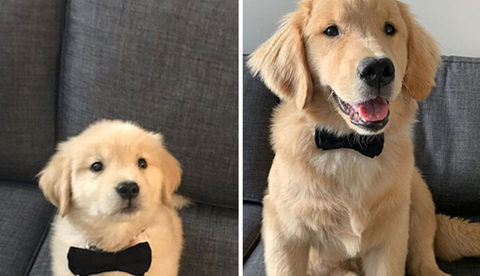 10 случаев, когда крохи-щенки становились настоящими великанами: забавные фото 