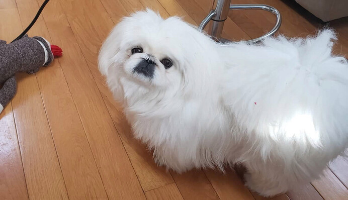 Женщина увидела на банане морду своего пса, и это 