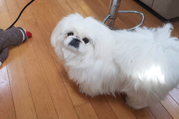 Жінка побачила на банані морду свого пса, і цю 