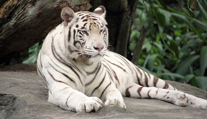 Мужчина увидел тигра на проезжей части, и тут же позвонил в полицию - так патрульные уже давно не смеялись