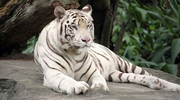 Чоловік побачив тигра на проїжджій частині, і відразу подзвонив у поліцію - так патрульні вже давно не сміялися