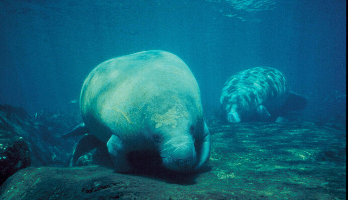 Надоели морозы? Посмотрите, как сотни ламантинов греются на мелководье рядом с дельфинами