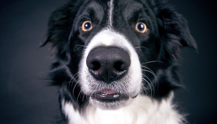 Собака получила в наследство $5 миллионов - просто хозяин ее очень любил