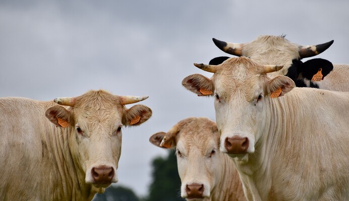 Буйная корова ворвалась в приемную больницы и устроила погром - пациентам не позавидуешь