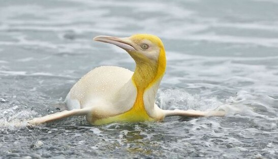 Фотограф отыскал уникального желтого пингвина, и оба прославились в прессе. Никаких фокусов - только генетика