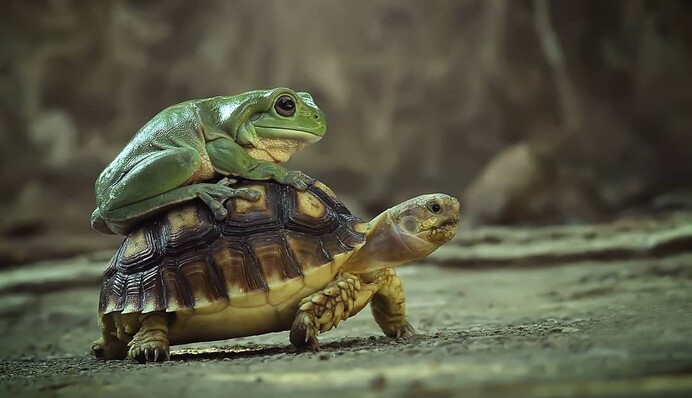 Фотограф показал дружбу лягушки и черепахи, и они похожи на оживший мультфильм