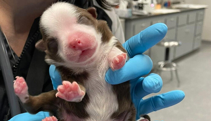 В США родился щенок с шестью лапами - у него есть все шансы на здоровую жизнь