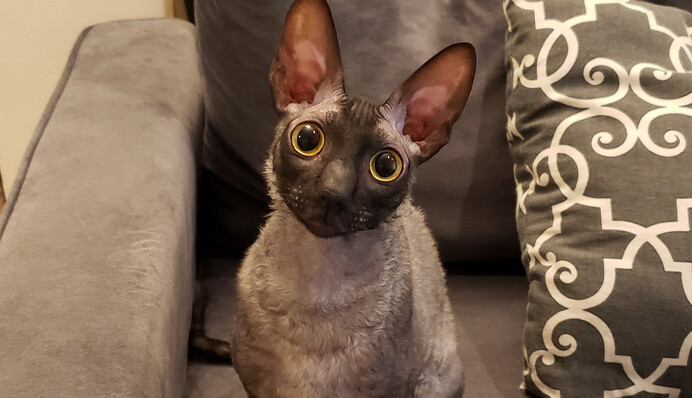 Экзорцист предупредил женщину, что в ее кота вселился демон - эта порода и правда необычная