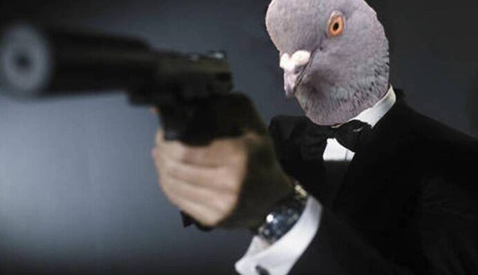 У Нью-Йорку орудує голубина мафія: на камеру потрапив момент жорстокої розправи пернатих