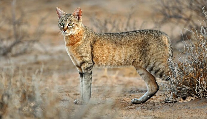 Самолет совершил вынужденную посадку из-за злой кошки - она проникла на борт незамеченной