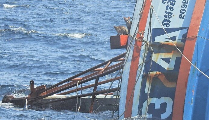 Больше чем фото: моряки спасли четырех рыжих кошек с горящего корабля